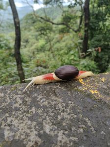 A snail species known as Indrella Ampulla which is endemic to the Western Ghats of India
