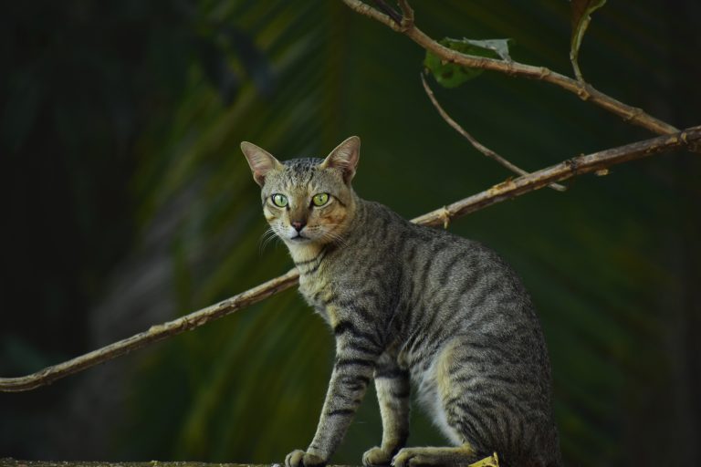 Cat sitting on a wall