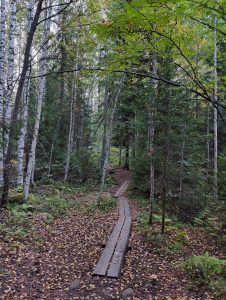 View larger photo: A serene forest scene with tall Silver Birch trees displaying white bark, interspersed with conifers. Sunlight filters through the canopy, illuminating green leaves that are beginning to turn yellow. The forest floor is carpeted with fallen leaves, and a wooden plank path winds its way through the underbrush, guiding the viewer deeper into the woods.