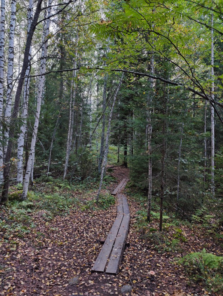 A serene forest scene with tall Silver Birch trees displaying white bark, interspersed with conifers. Sunlight filters through the canopy, illuminating green leaves that are beginning to turn yellow. The forest floor is carpeted with fallen leaves, and a wooden plank path winds its way through the underbrush, guiding the viewer deeper into the woods.