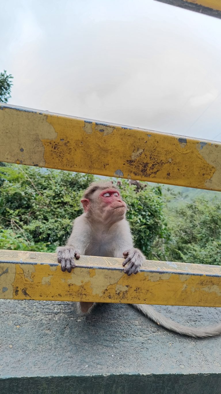 Curious monkey peering over a yellow railing with lush greenery in the background