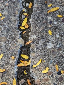 Small yellow, flat leaves on the concrete 