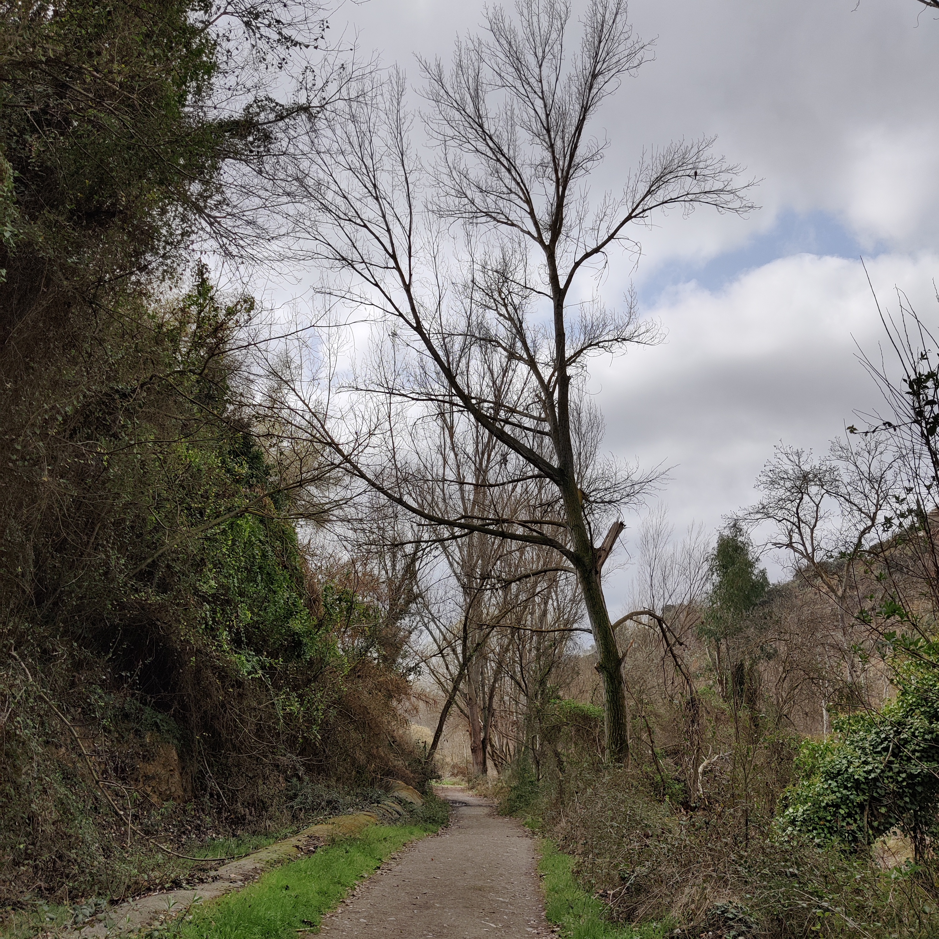 A dirt path leading through a wooded area. On either side of the path are trees, some with bare branches, and shrubs. The sky above is overcast with patches of blue showing through the clouds. The ground is covered with fallen leaves and vegetation.