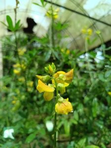 Close view of yellow flower 