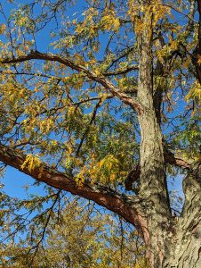 View larger photo: Looking up at a tree with narrow yellow leaves on a bright clear blue sky day.