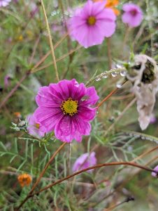 Pink flower with yellow in the center and rain droplets on the stem