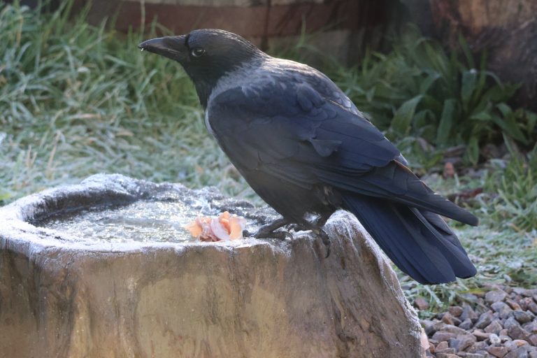 Hooded Crow standing on a frozen water feeding station, scientific name Corvus Cornix.