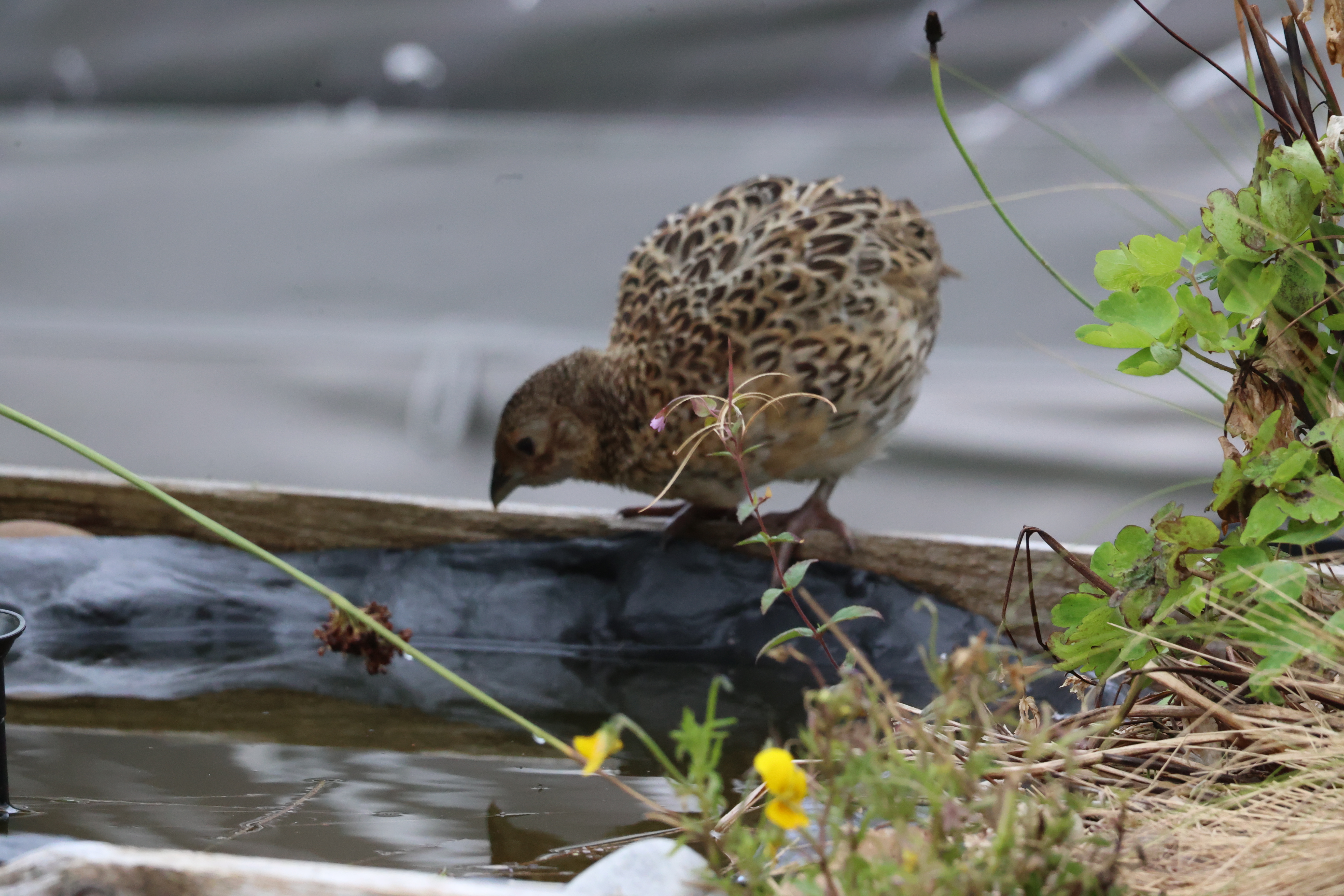 Female Pheasant chick standing on the edge of a garden pond, looking in to it ready to take a drink.