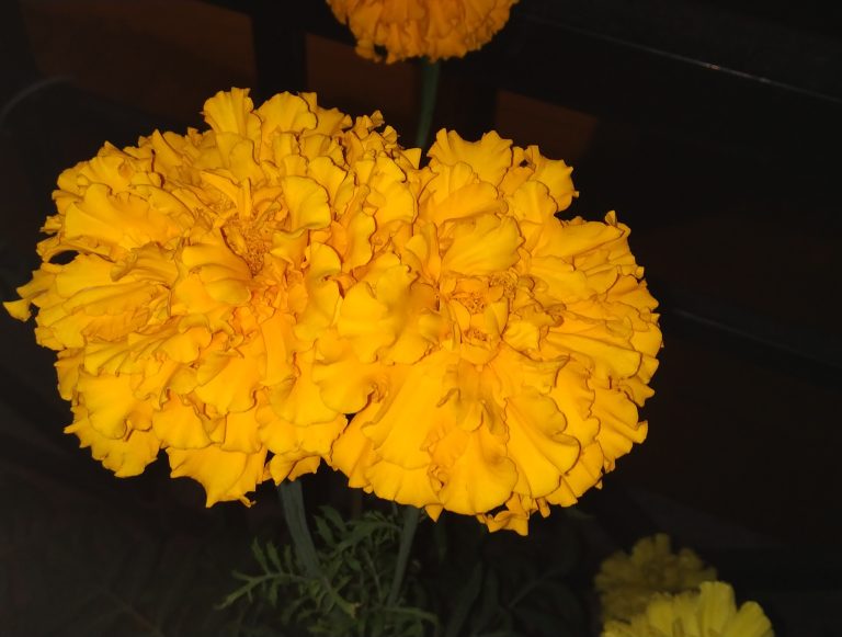 Tagetes, commonly known as Marigold. From home garden Bangalore. #WPhotoFestival