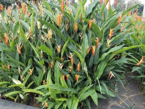 Heliconia densiflora flowers also called 'Fire Flash'