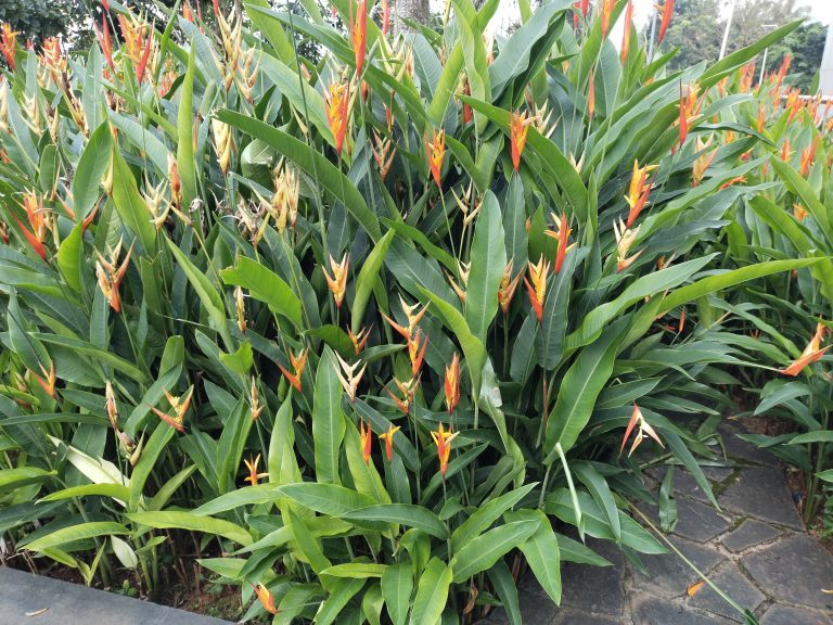 Heliconia densiflora flowers also called ‘Fire Flash’