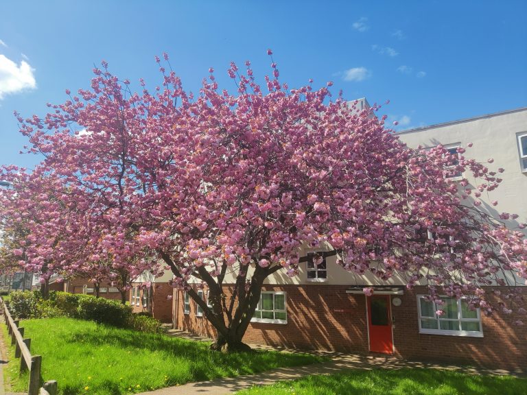 Cherry blossom tree in full bloom outside a building with a vibrant red door, under a clear blue sky