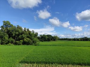A view of plain terai with rice is cultivated and small trees are far away. 
