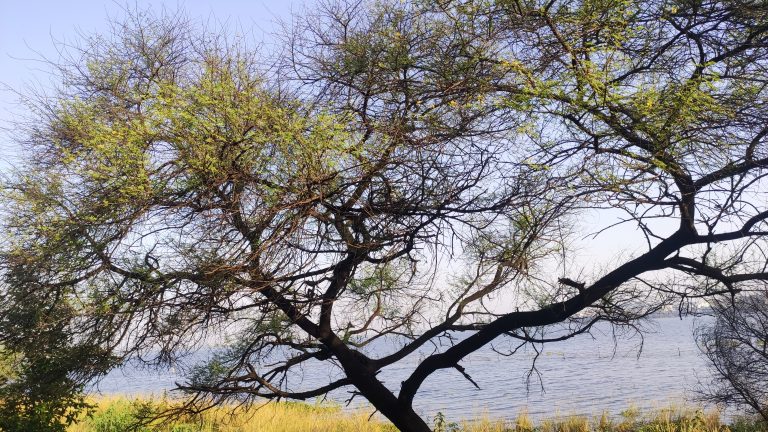 Green tree and Blue Sky Clicked at Van Vihar National Park, Bhopal, Bharat #WCBhopal #WPPhotoFestival