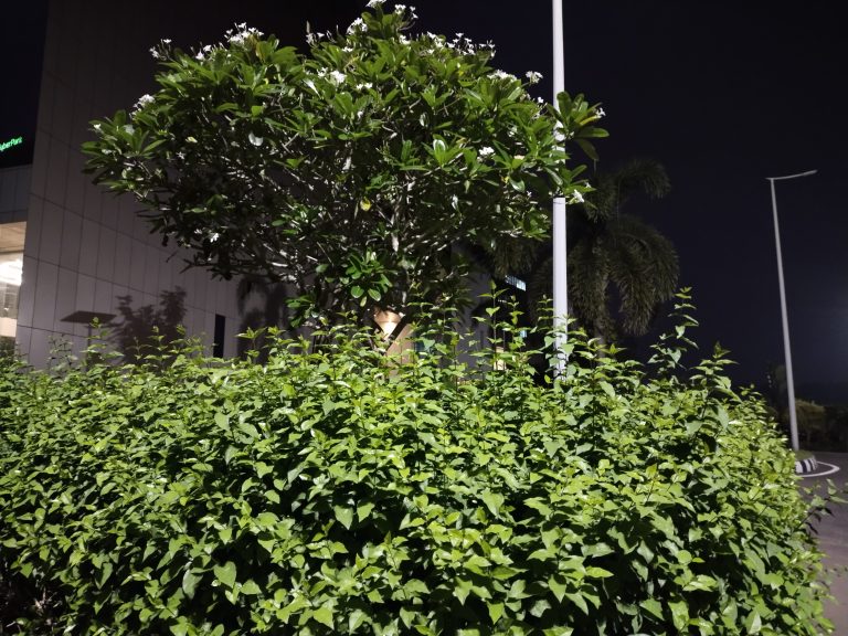 Night view of Plumeria alba flowers and some plants surrounded