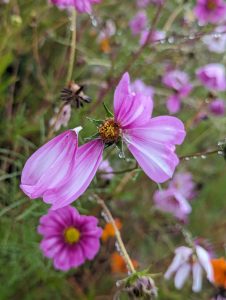 A few pinkish leaves coming off of the stem of a flower in the rain 