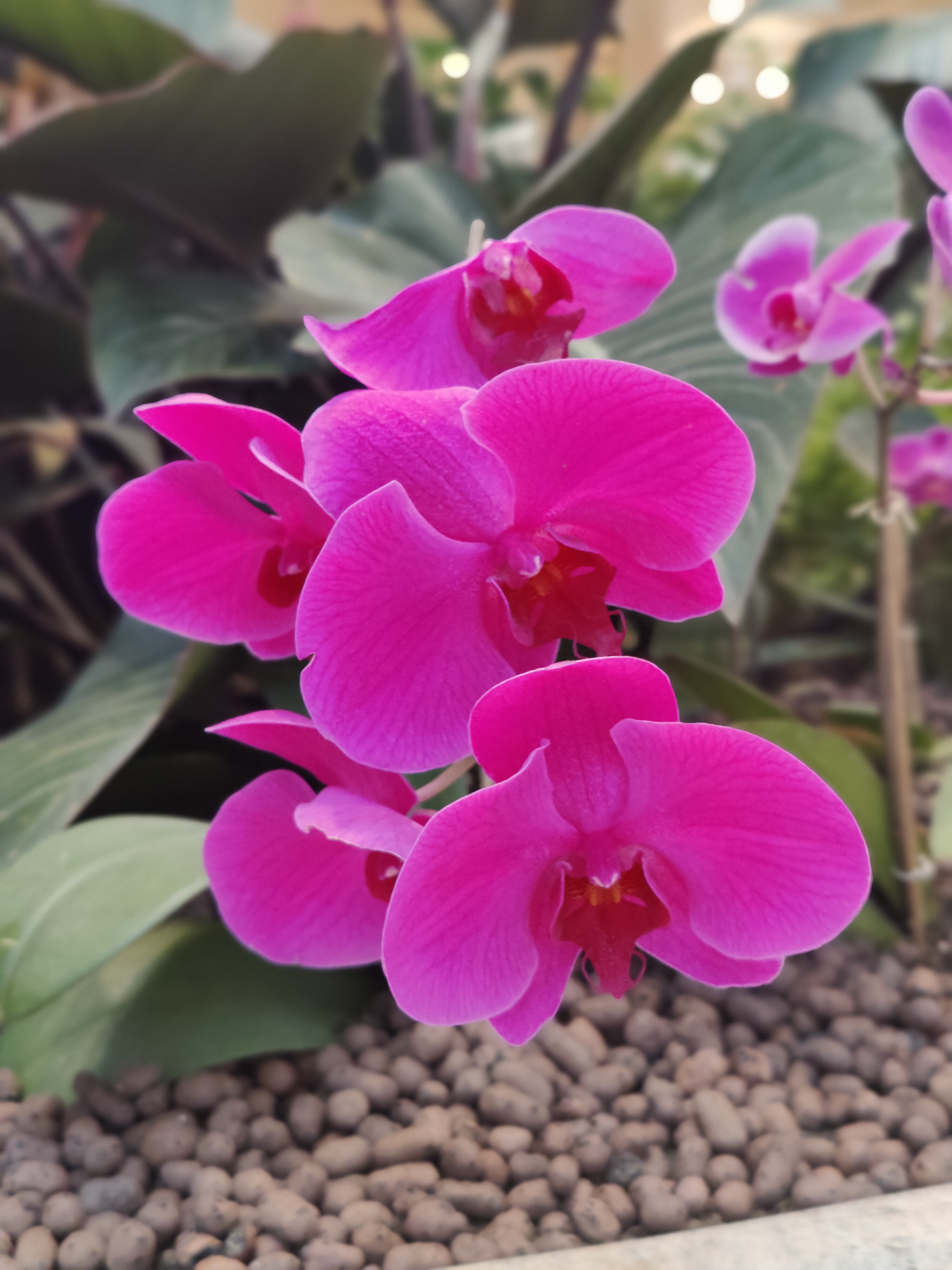 Pink colored Doritaenopsis Orchid. #WPPhotoFestival