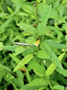 Neorthacris, a wingless grasshopper species. From Oorkkadavu, Kozhikode, Kerala.