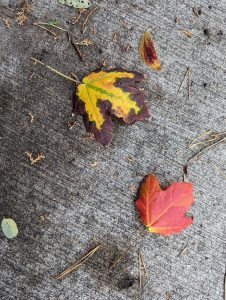 Two leaves one of them red, the other yellow on the concrete ground. 