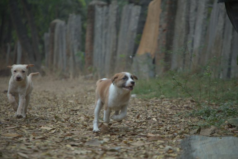 Two pups. Running pups. #WPPhotoFestival