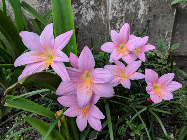 Pink Rail Lily