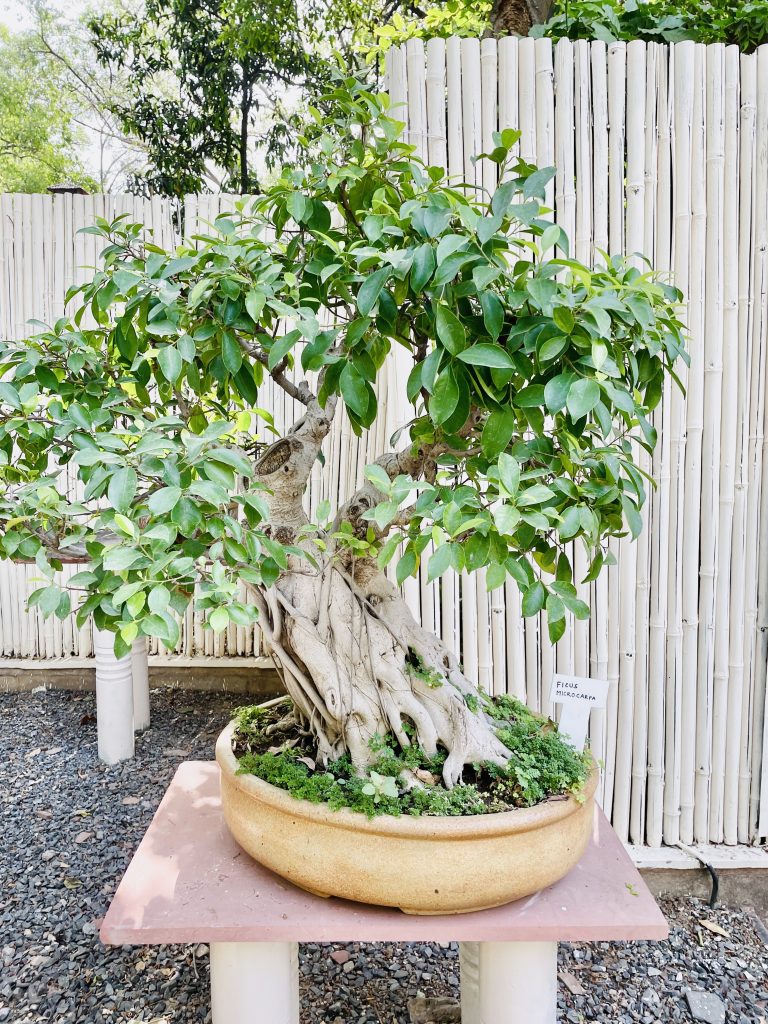 A Ficus Microcarpa bonsai plant. From Lodhi Garden, Delhi, India.