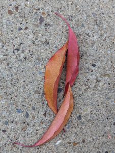 3 long leaves of different colors on the ground 
