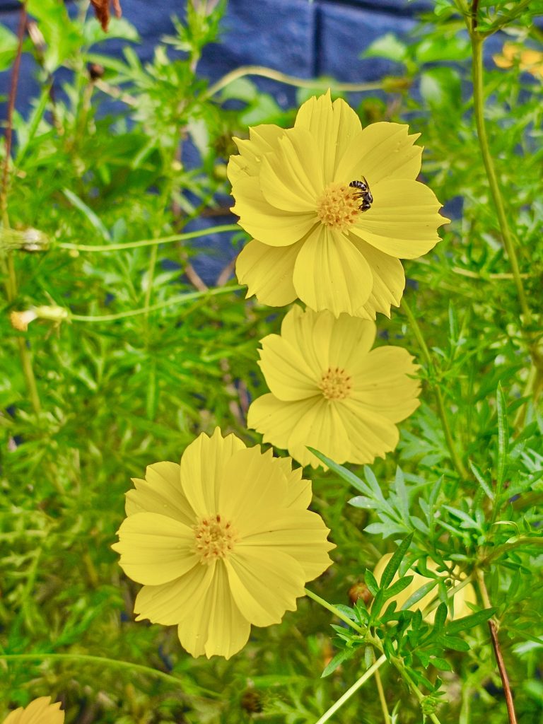 Yellow Garden Cosmos flowers and a honey bee. From Perumanna, Kozhikode, Kerala.