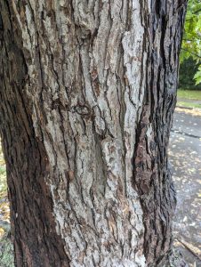 Close up of tree trunk. Bark is wet except one splotch in the center 