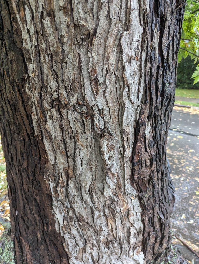 Close up of tree trunk. Bark is wet except one splotch in the center