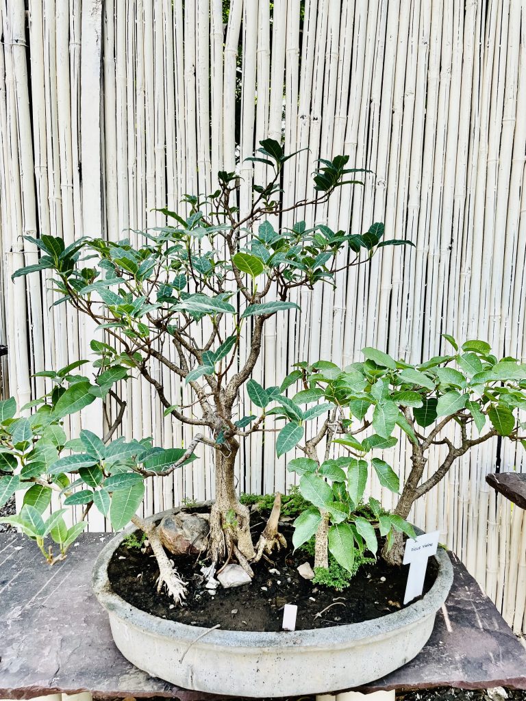 Ficus virens plants in bonsai forests style. From Lodhi Gardens, Delhi, India.