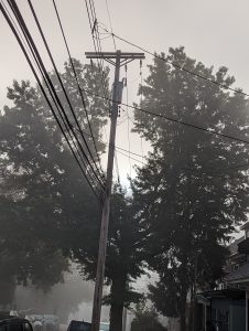 View larger photo: A tree, bent on both sides, arching around a telephone pole. It is foggy.