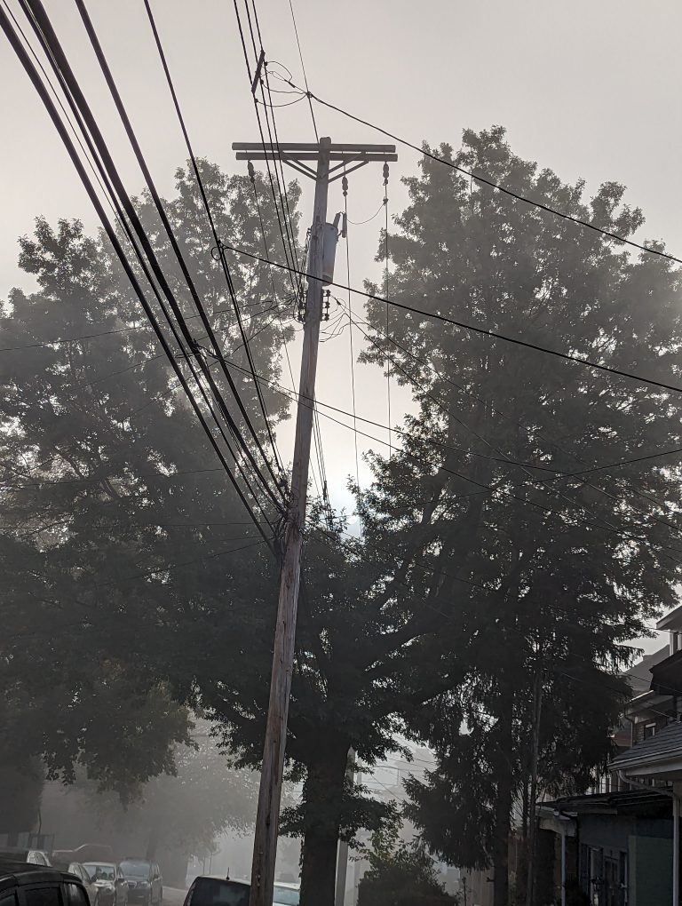 A tree, bent on both sides, arching around a telephone pole. It is foggy.