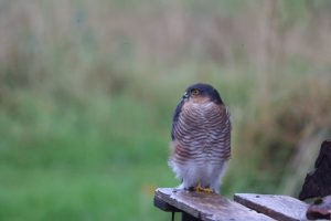 Male Sparrowhawk sitting on a piece of wood, Strathgarve, Scotland