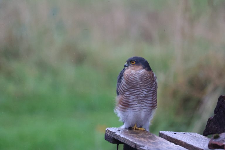 Male Sparrowhawk sitting on a piece of wood, Strathgarve, Scotland