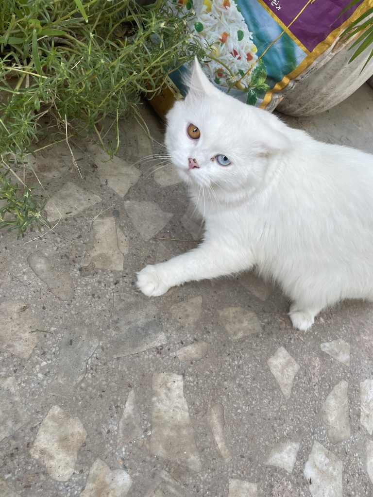 A white cat with captivating dual-color eyes, one brown and one blue, gracefully walking.(#WCBhopal)