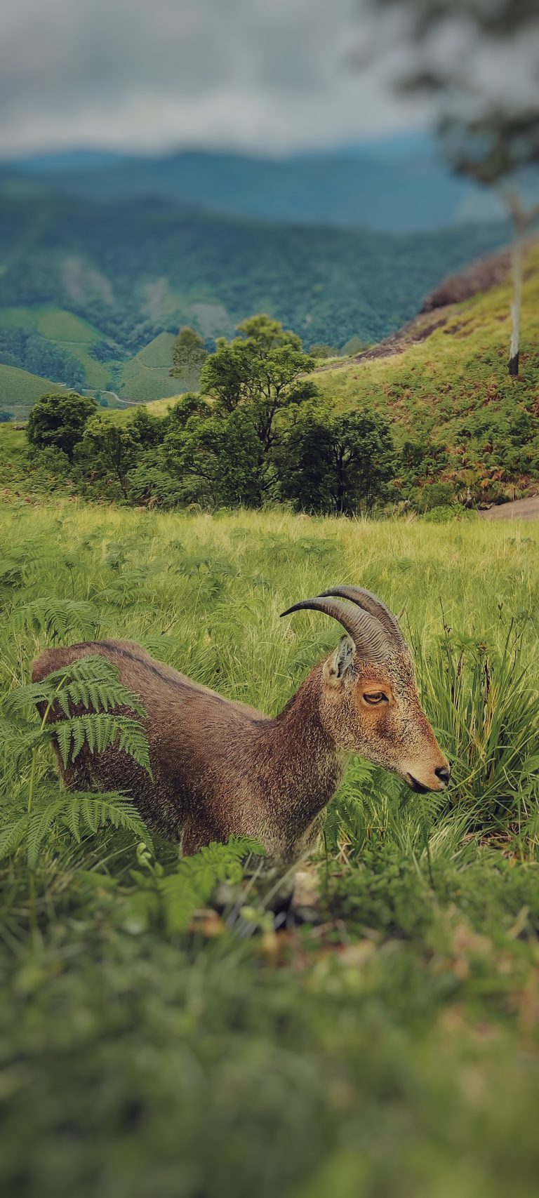 Nilgiri tahr on a wild trek at munnar