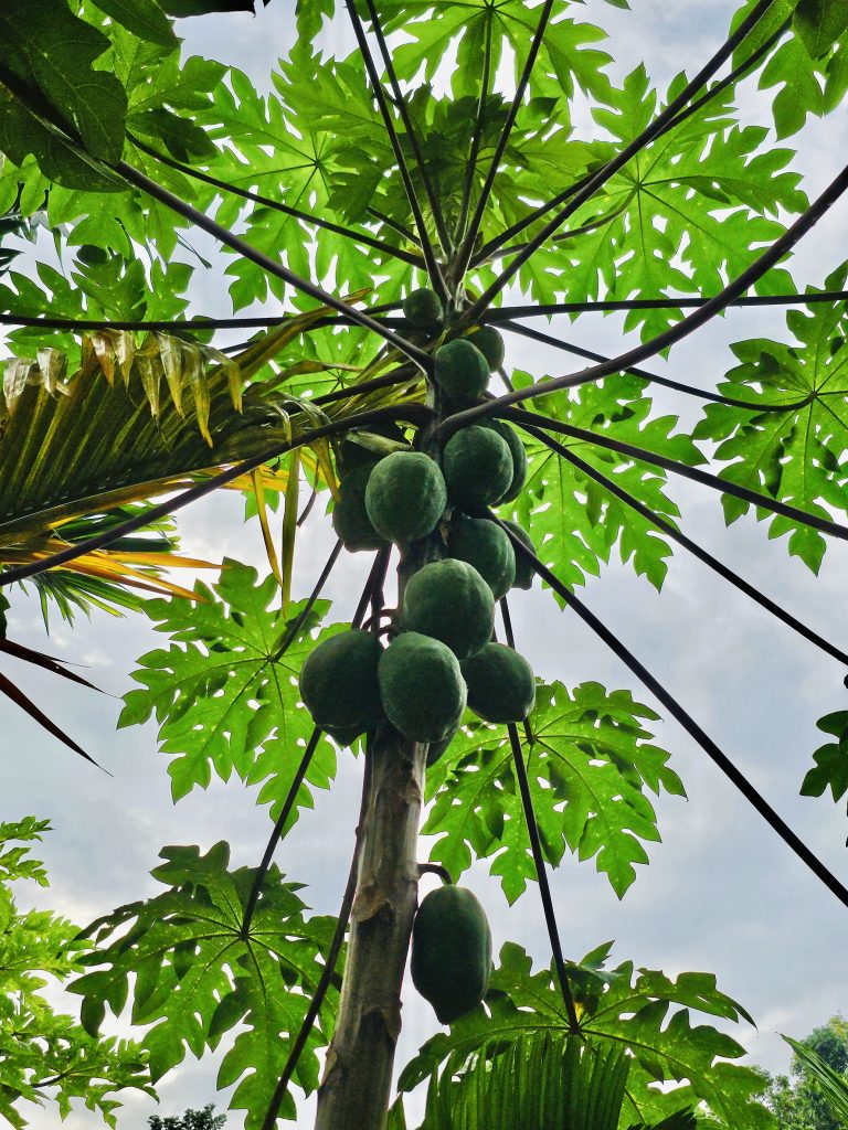 A morning view of papaya plant. From Perumanna, Kozhikode, Kerala.