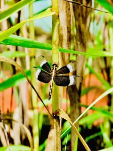 A neurothemis tullia dragonfly. It is commonly known as the pied paddy skimmer. This species of dragonfly is found in south and south-east Asia. It was photographed at the Malabar Botanical Garden, Olavanna Grampanchayat, Kozhikode District, Kerala, India. 