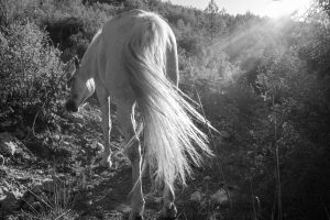A grayscale image capturing a light-colored horse grazing in a rugged terrain, surrounded by shrubs. The sun casts radiant beams from the top right corner, illuminating the scene. The horse’s long, flowing tail is prominently displayed in the foreground, with individual hair strands catching the sunlight. The background features a hillside.
