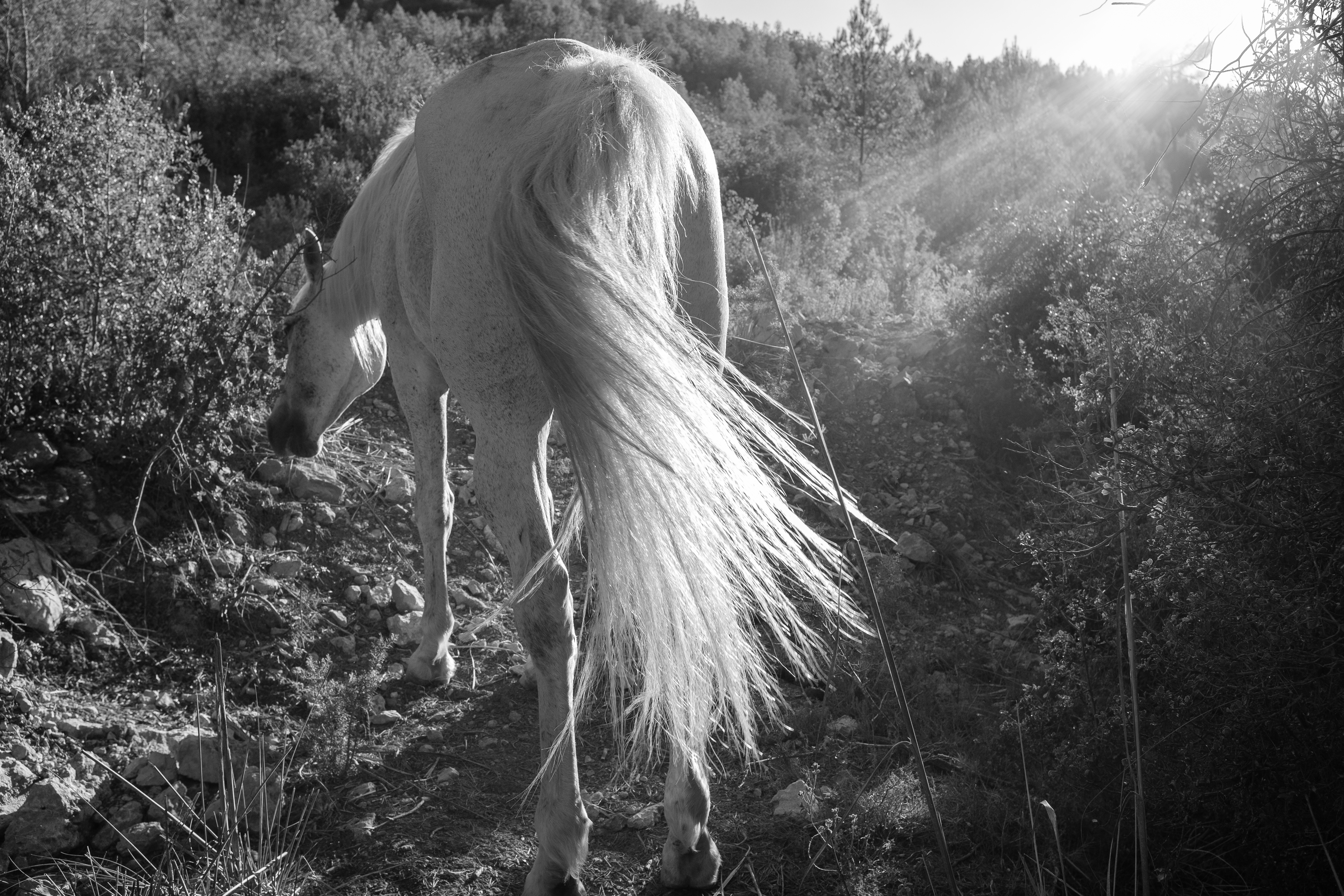 A grayscale image capturing a light-colored horse grazing in a rugged terrain, surrounded by shrubs. The sun casts radiant beams from the top right corner, illuminating the scene. The horse's long, flowing tail is prominently displayed in the foreground, with individual hair strands catching the sunlight. The background features a hillside.