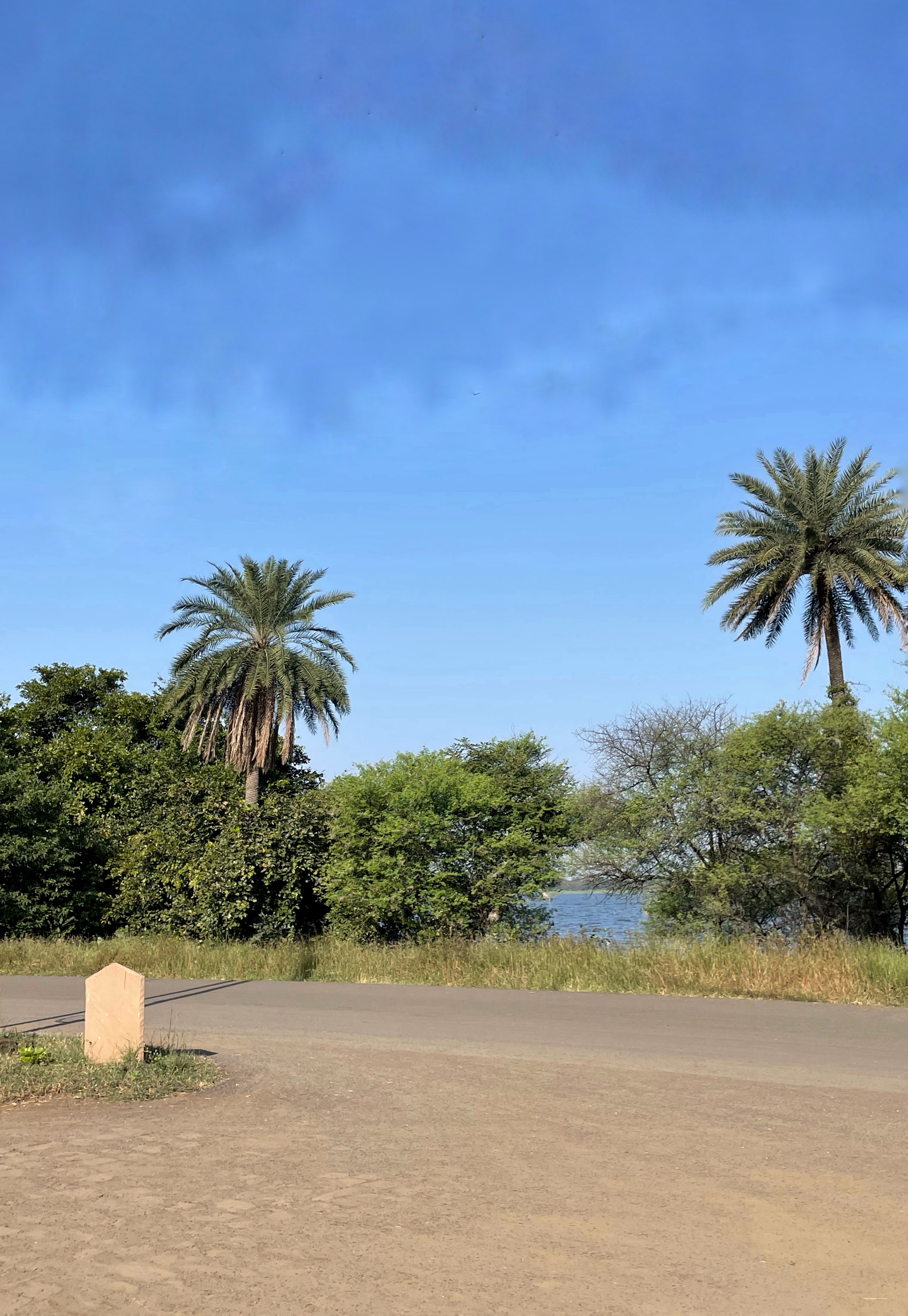 A clear road under the blue sky with coconut tree in background.