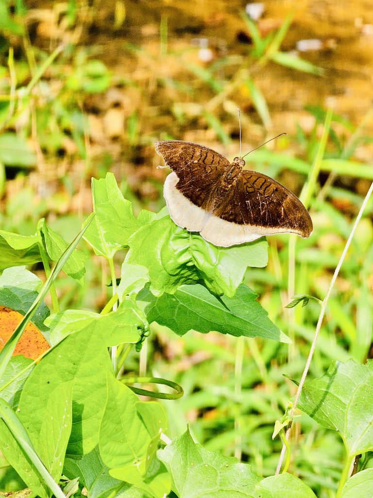 Tanaecia lepidea butterfly. It is commonly known as the grey count. From Oorkkadavu, Kozhikode, Kerala.