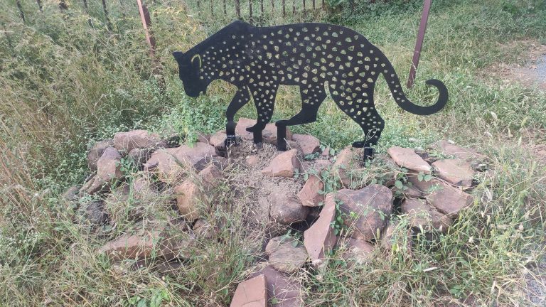 Black leopard cutout captured at Van Vihar Bhopal MP Bharat.