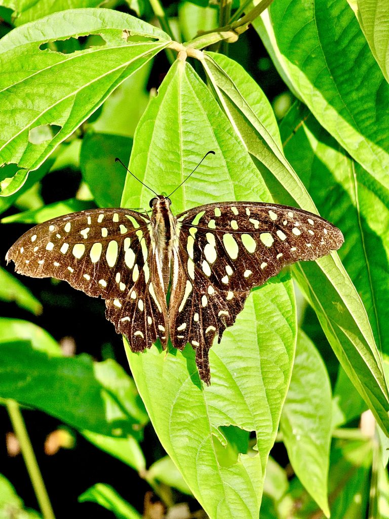 Closer view of Graphium agamemnon butterfly. It is commonly known as the tailed jay, green-spotted triangle, tailed green jay, or green triangle. From Oorkkadavu, Kozhikode, Kerala.