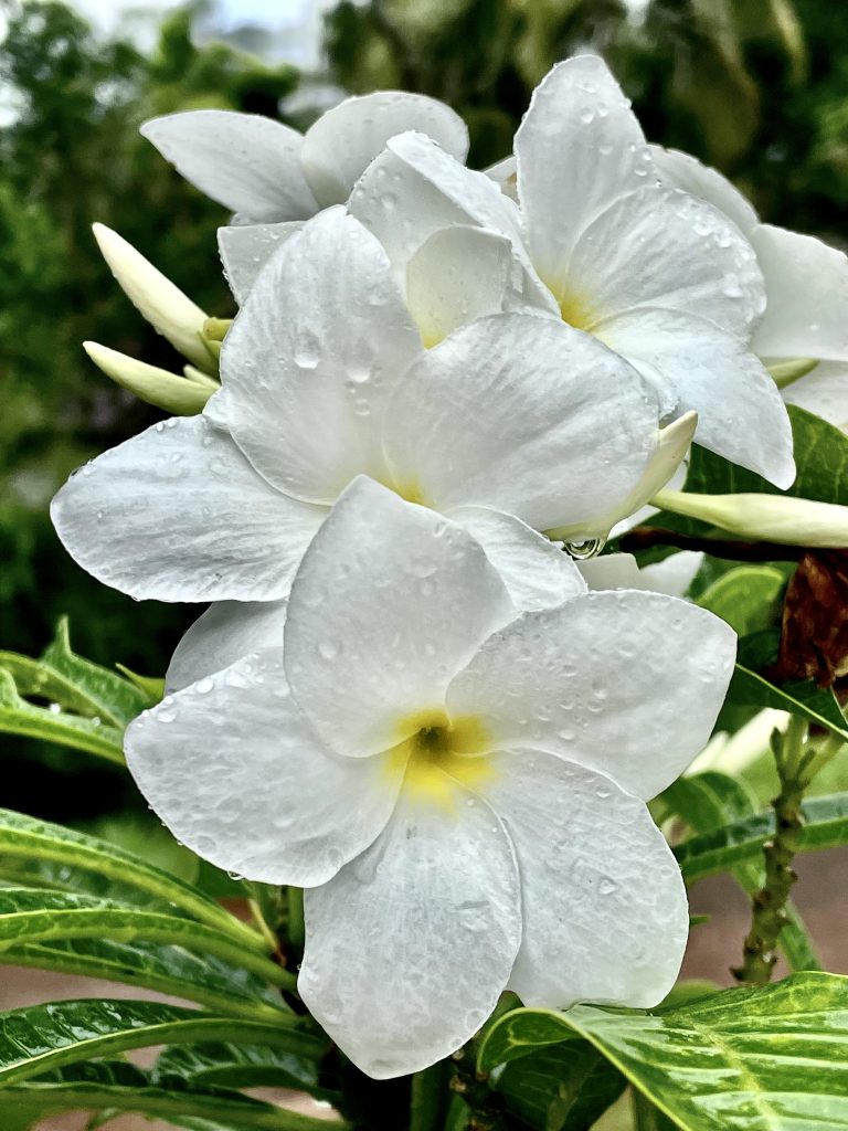 Wet Plumeria pudica flowers, after a heavy rain. Commonly known as Bridal bouquet White frangipani, Fiddle leaf plumeria, Wild plumeria, or Bonairian oleander. From Perumanna, Kozhikode, Kerala.