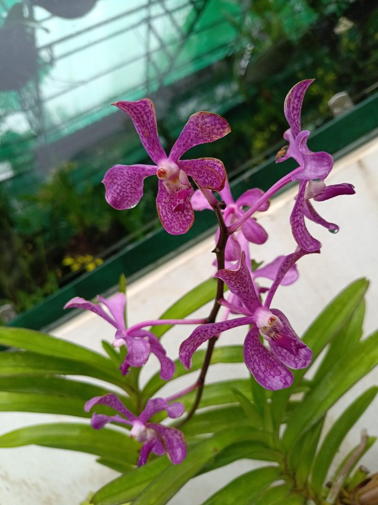 A portrait view of a Violet Flower