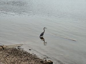 A bird standing in shallow water near a rocky shore, with its reflection visible in the water. The water surface has ripples.