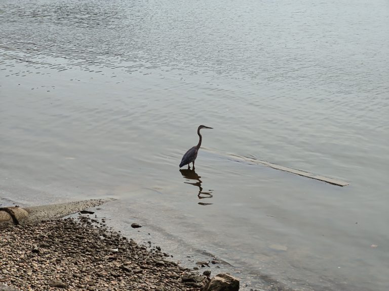 A bird standing in shallow water near a rocky shore, with its reflection visible in the water. The water surface has ripples.