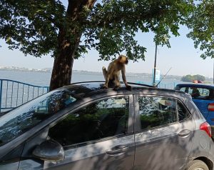 monkey sitting on a car

